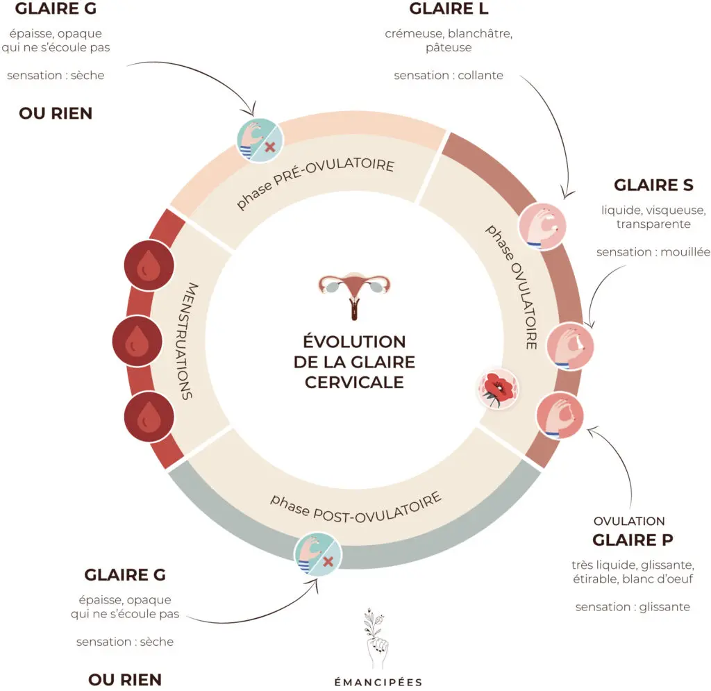 Evolution de la glaire cervicale. Contraception naturelle